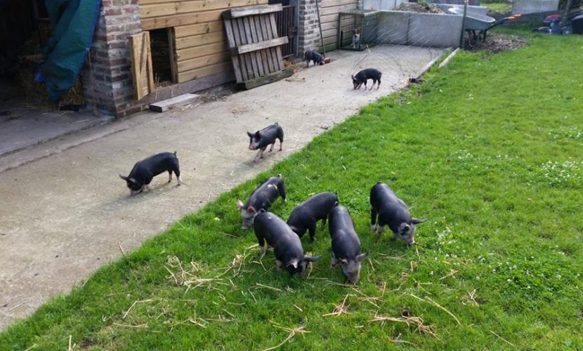 Onze biggetjes genieten van de ruimte en buitenlucht