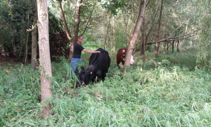 Aberdeen Angus & Hereford