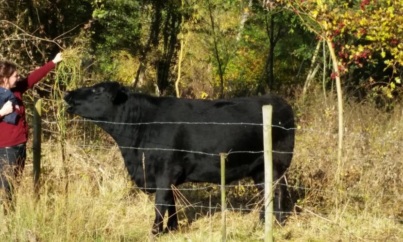 Aberdeen Angus