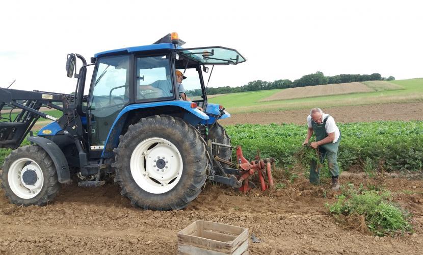 Aardappelen rooien