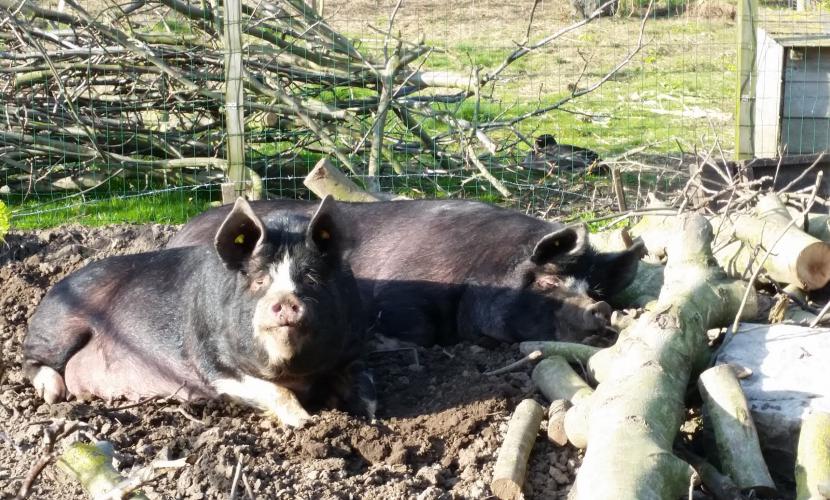 De varkens 't Kleinhof Vechmaal De varkens 't Kleinhof Vechmaal