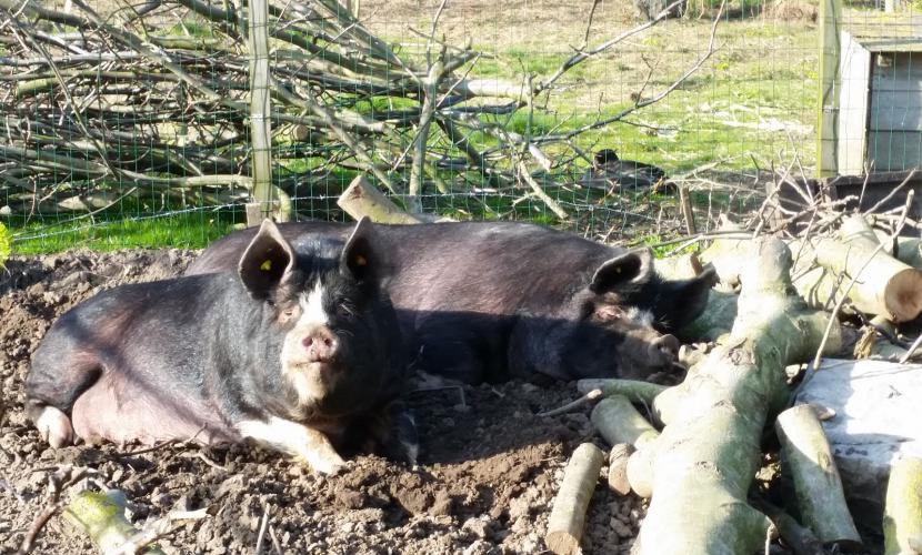 zeugen lekker in de zon